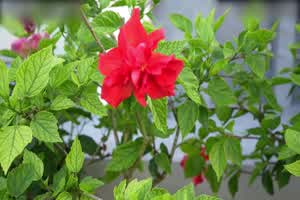 appplecptv美腿御姐女神〖苹果〗我的极品女室友黑丝工作服销魂诱惑你们对黑丝有没有抵抗力呢？  背景图片