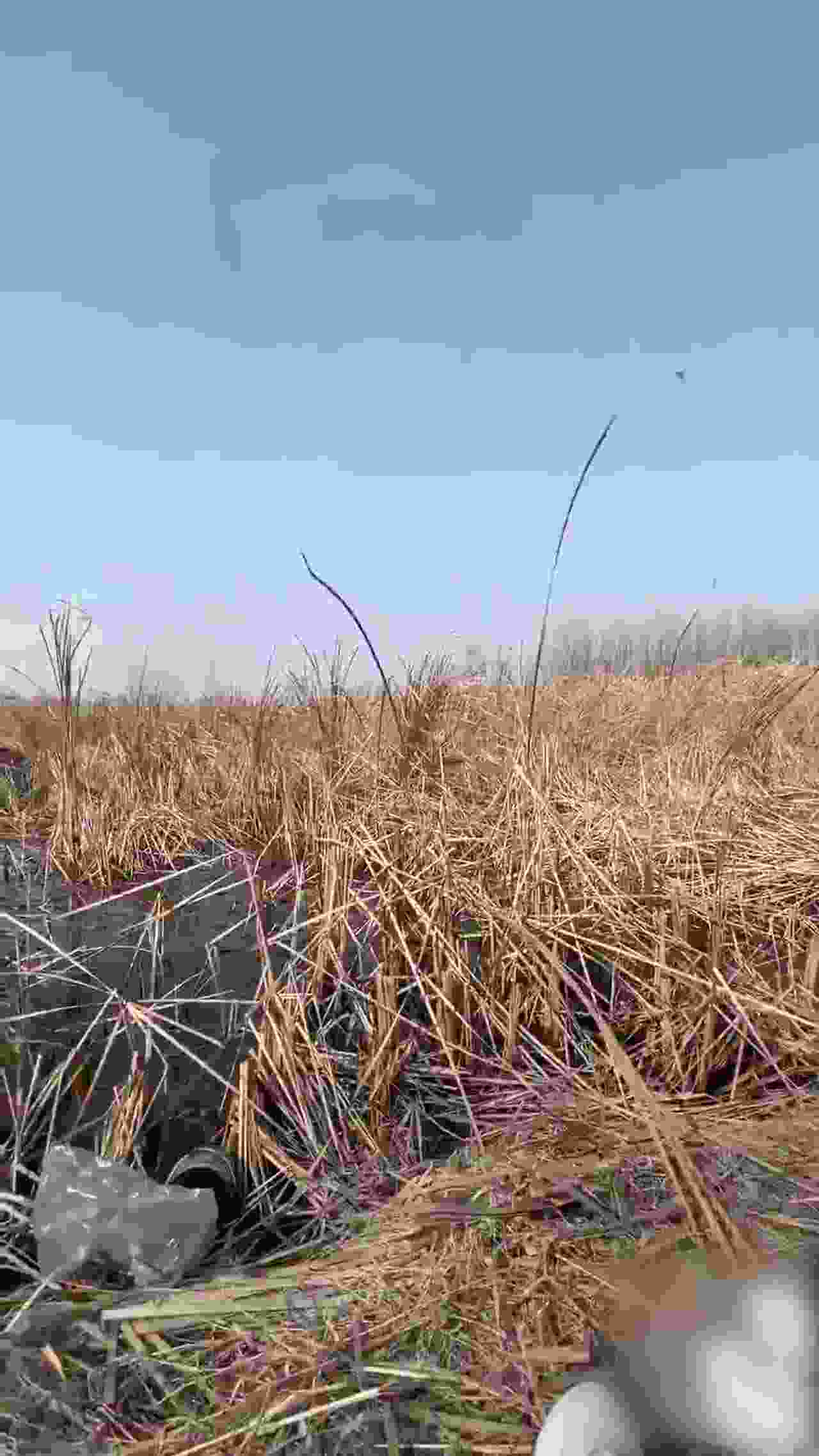  『海角社区』乱伦大神强上女房东 以记录之名把少妇房东野外按在草地疯狂输出 的剧照8