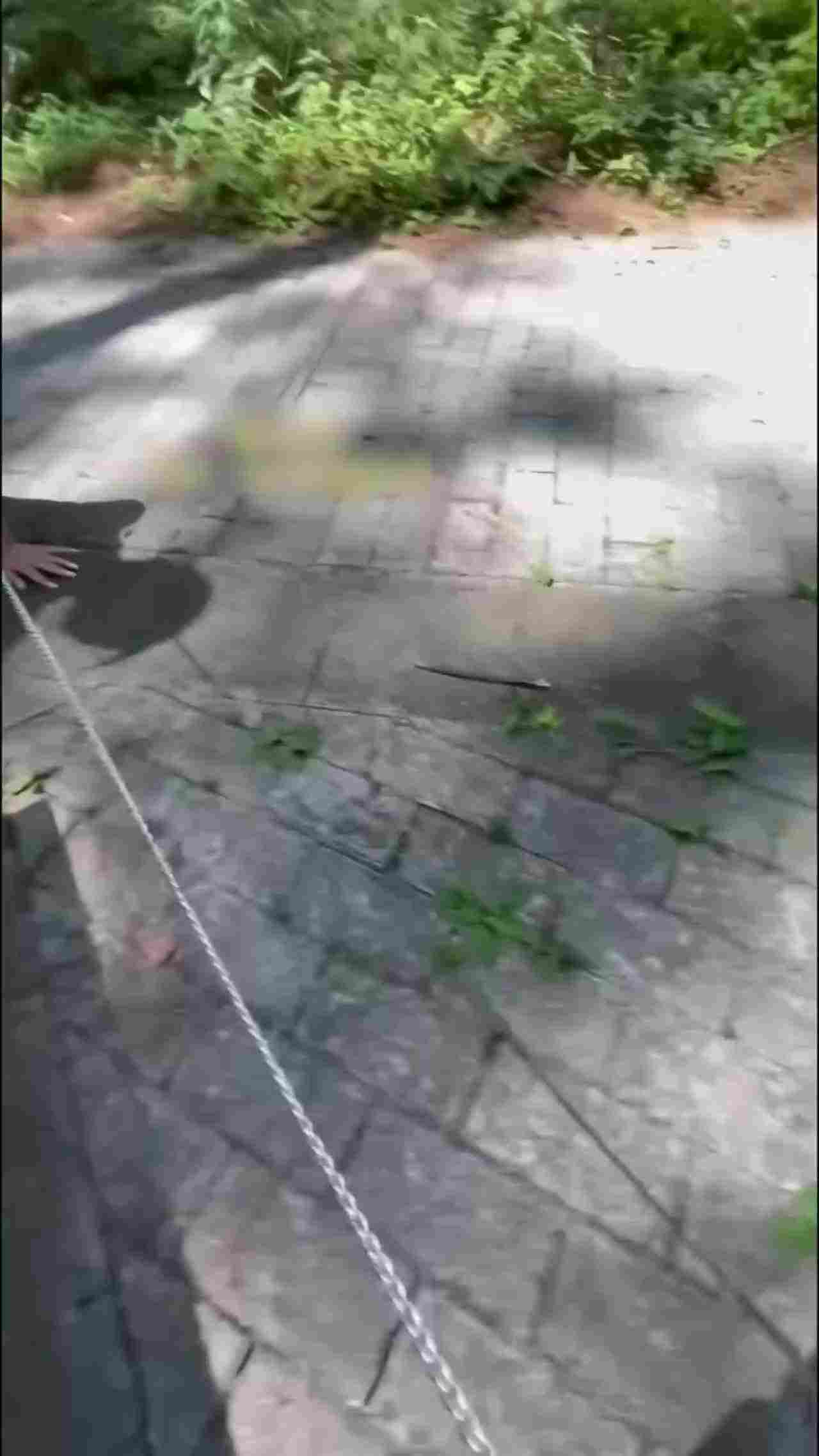  【带着主人的任务，户外像母狗一样的乖乖爬行】不一样的服装带来不一样效果，女神一秒变母狗啊！ 的剧照7