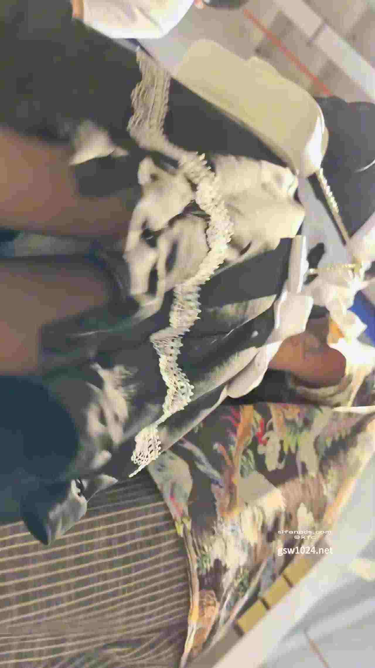  漫展遇上小女仆，连内裤都是成套的！ 的剧照4